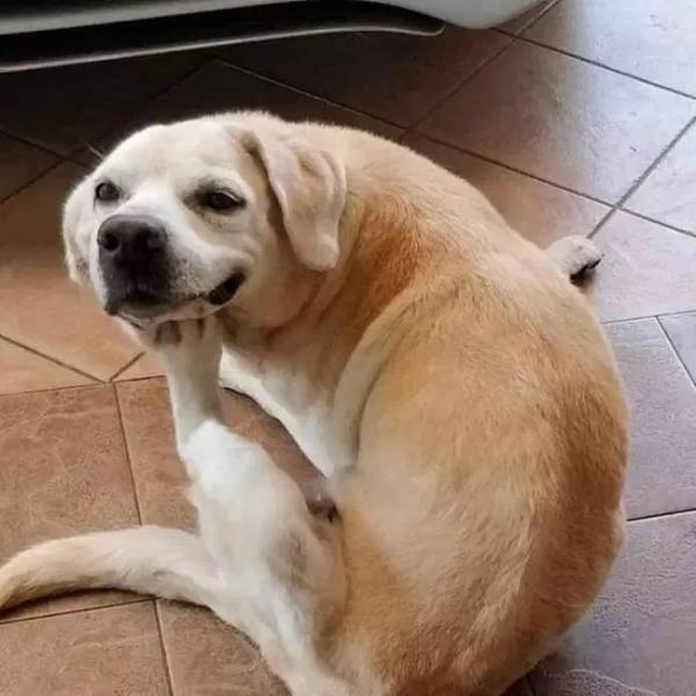 Your Dog Is Not Responding (31 pics)