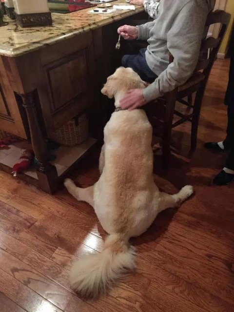 Your Dog Is Not Responding (31 pics)