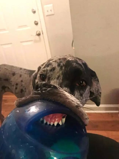 Your Dog Is Not Responding (31 pics)