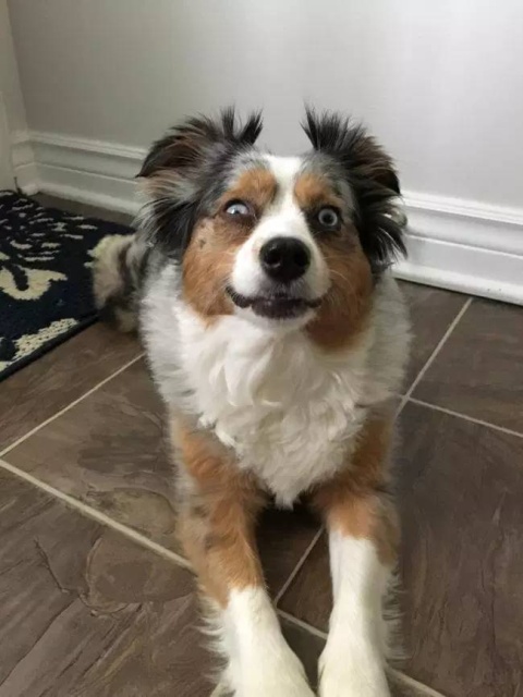 Your Dog Is Not Responding (31 pics)