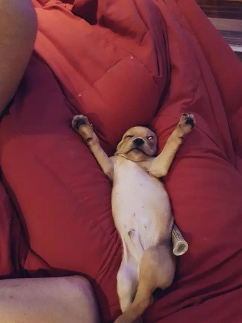 Your Dog Is Not Responding (31 pics)
