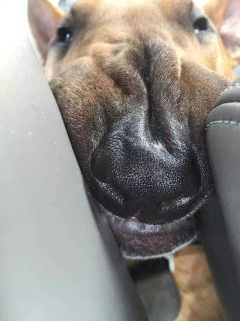 Your Dog Is Not Responding (31 pics)