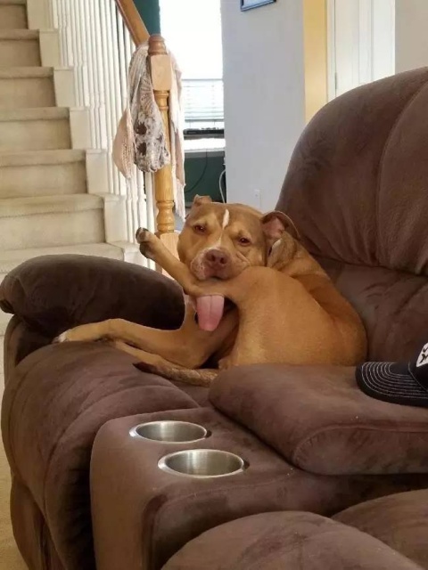 Your Dog Is Not Responding (31 pics)