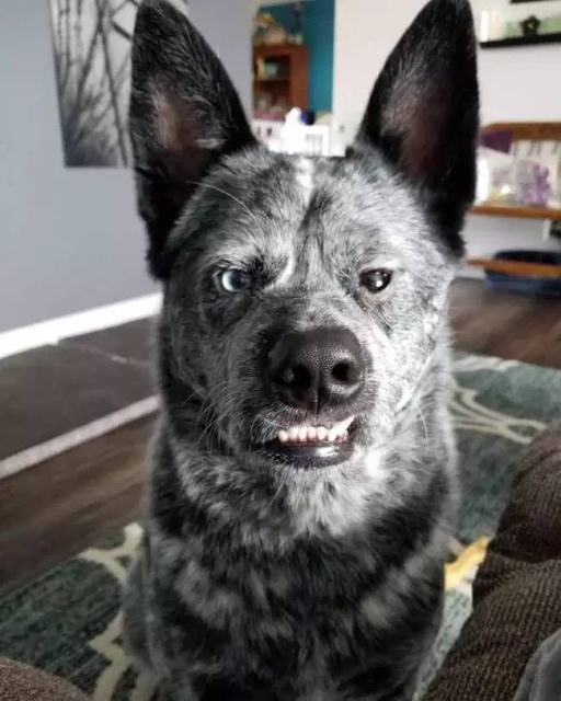 Your Dog Is Not Responding (31 pics)