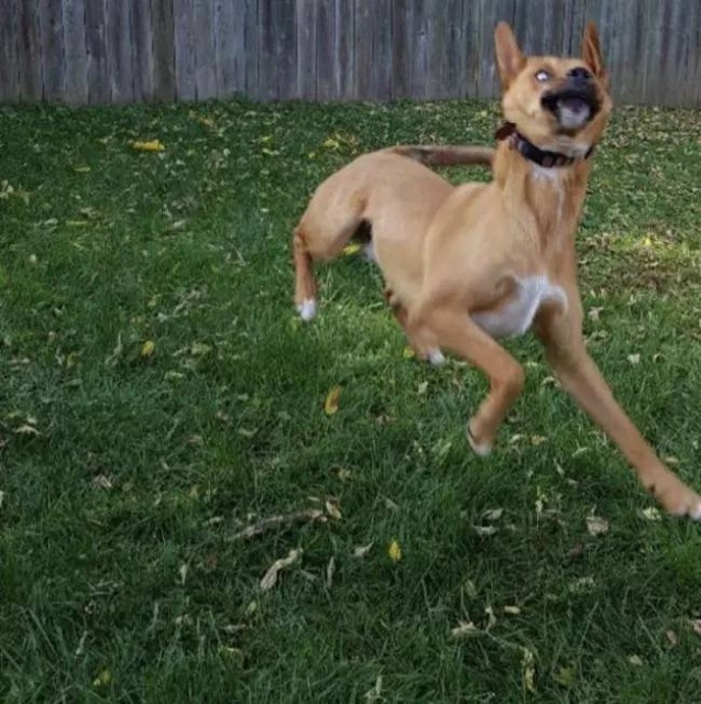 Your Dog Is Not Responding (31 pics)