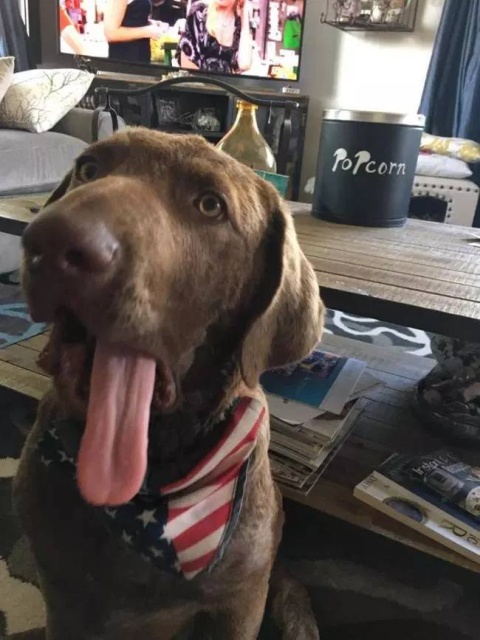 Your Dog Is Not Responding (31 pics)