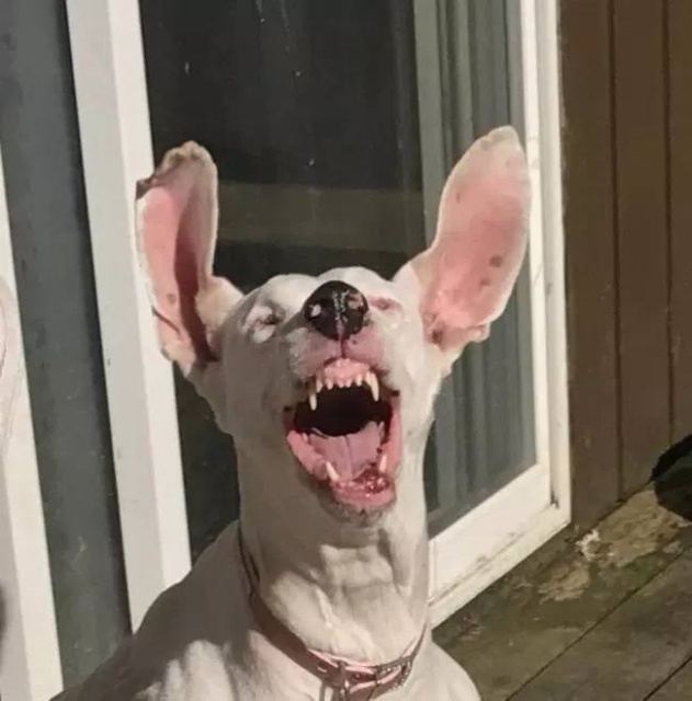 Your Dog Is Not Responding (31 pics)