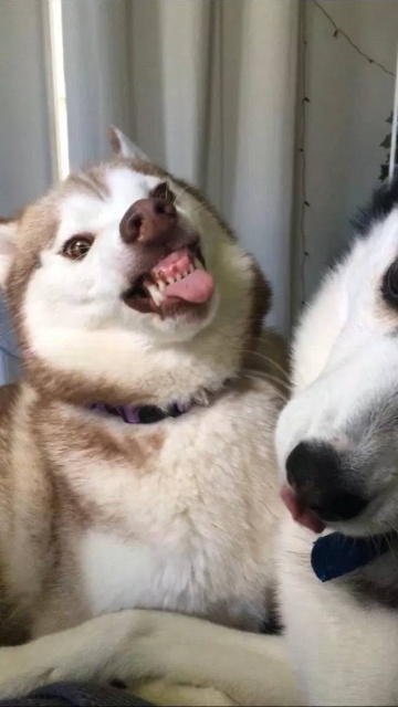 Your Dog Is Not Responding (31 pics)