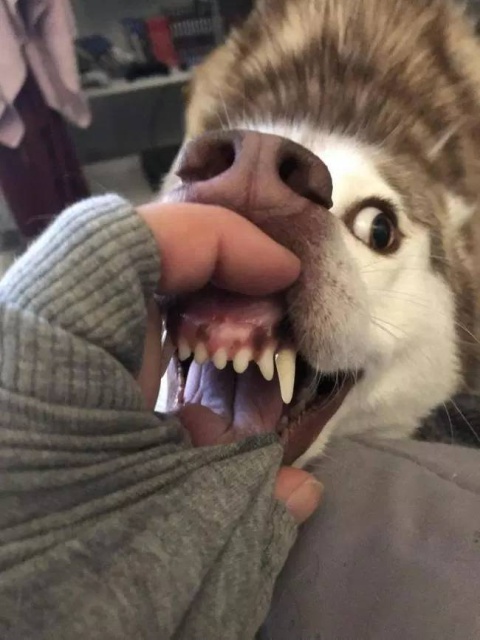 Your Dog Is Not Responding (31 pics)