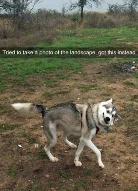 Your Dog Is Not Responding (31 pics)