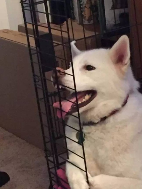 Your Dog Is Not Responding (31 pics)