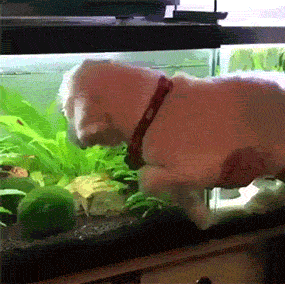 Your Dog Is Not Responding (31 pics)