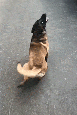 Your Dog Is Not Responding (31 pics)