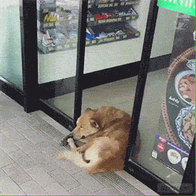 Your Dog Is Not Responding (31 pics)