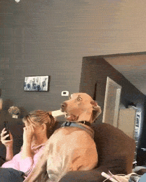 Your Dog Is Not Responding (31 pics)