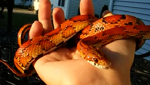 Acid Gifdump, February 7 (25 gifs)