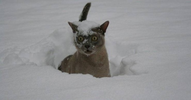 Acid Picdump (94 pics)