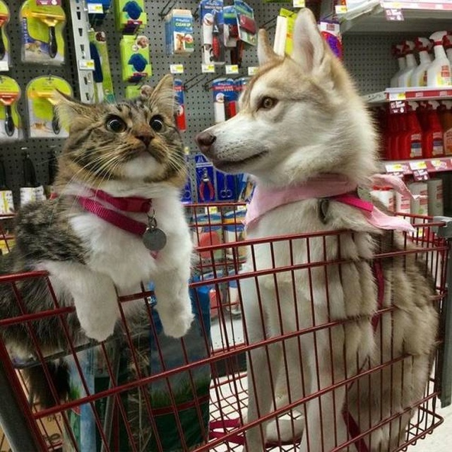 Acid Picdump (94 pics)