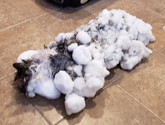 Frozen Cat From Montana Was Saved By Vets (3 pics)
