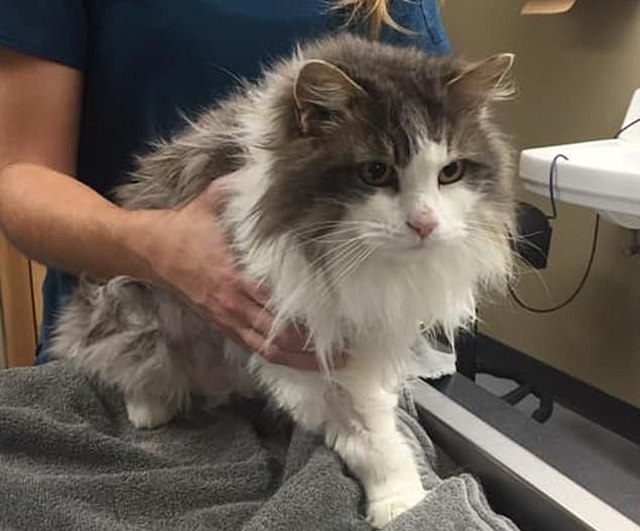 Frozen Cat From Montana Was Saved By Vets (3 pics)