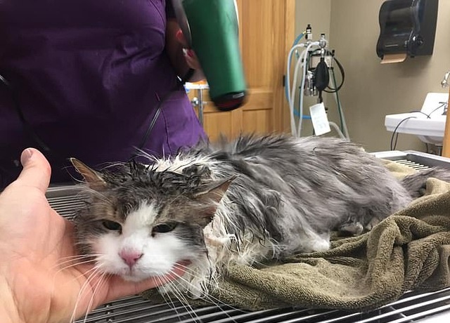 Frozen Cat From Montana Was Saved By Vets (3 pics)