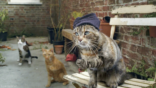 Acid Gifdump, February 8 (25 gifs)