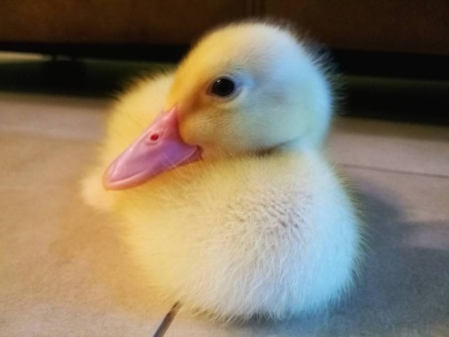 Pet Duck Daisy From Malaysia (11 pics)