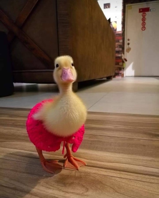 Pet Duck Daisy From Malaysia (11 pics)