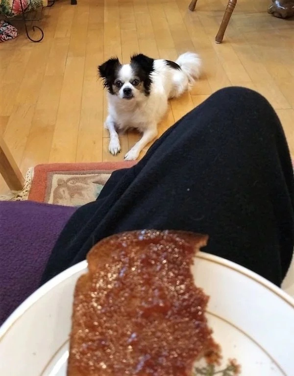 Pets Love Human Food (32 pics)
