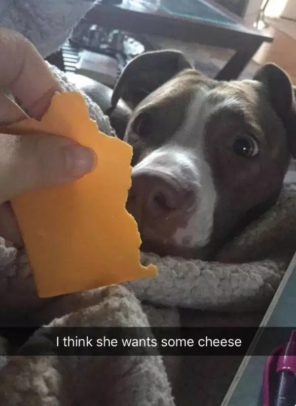 Pets Love Human Food (32 pics)