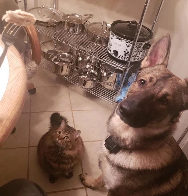 Pets Love Human Food (32 pics)