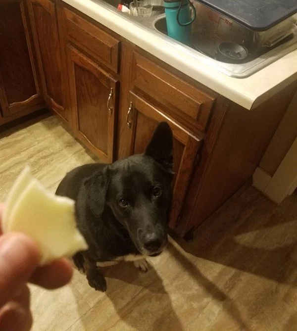Pets Love Human Food (32 pics)