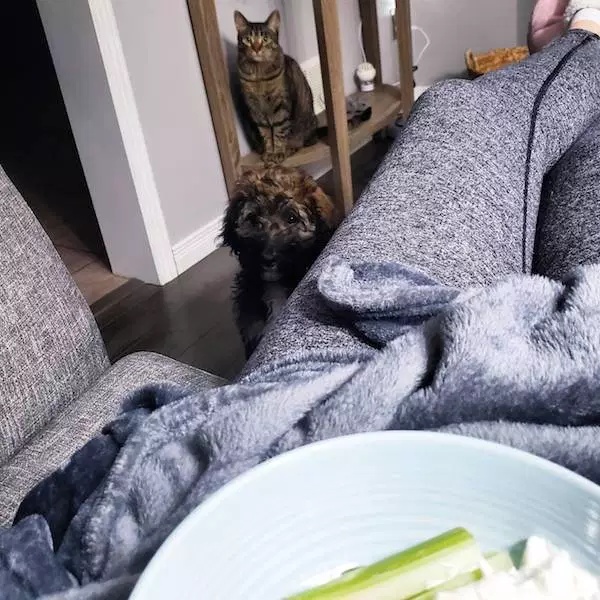 Pets Love Human Food (32 pics)