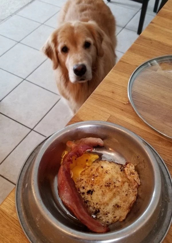 Pets Love Human Food (32 pics)