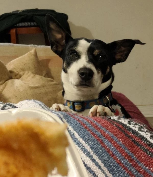Pets Love Human Food (32 pics)