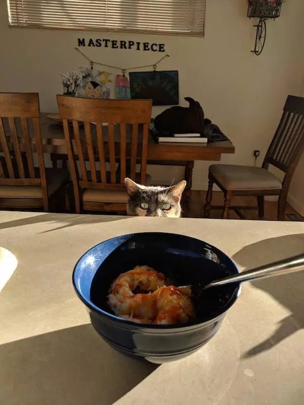 Pets Love Human Food (32 pics)