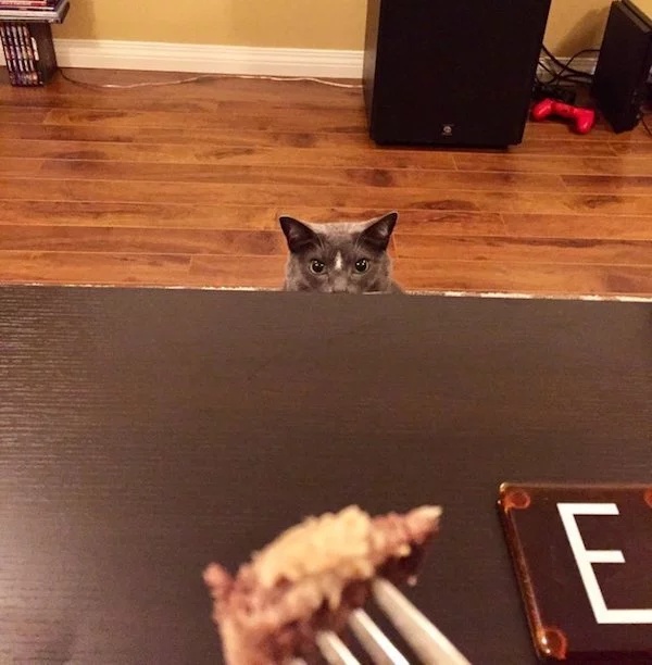 Pets Love Human Food (32 pics)