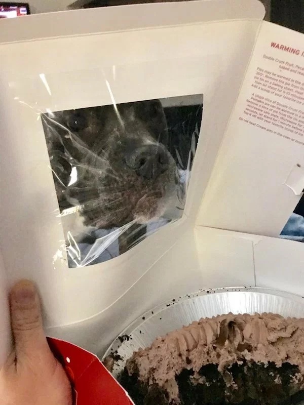 Pets Love Human Food (32 pics)
