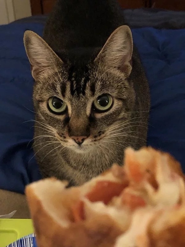 Pets Love Human Food (32 pics)