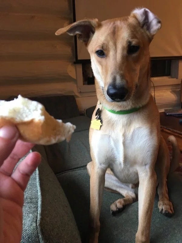 Pets Love Human Food (32 pics)