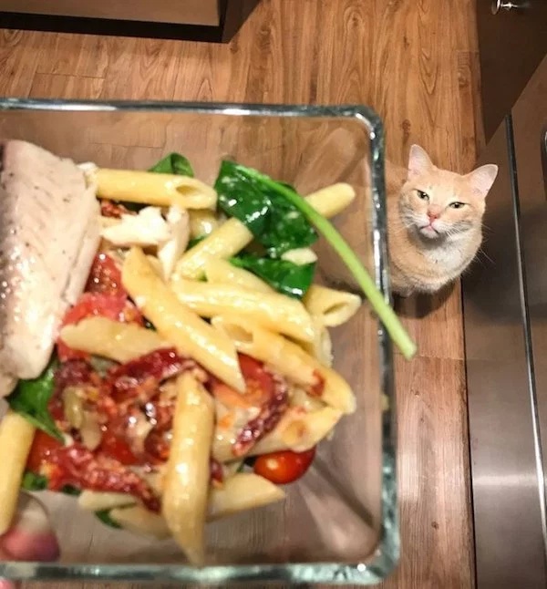 Pets Love Human Food (32 pics)