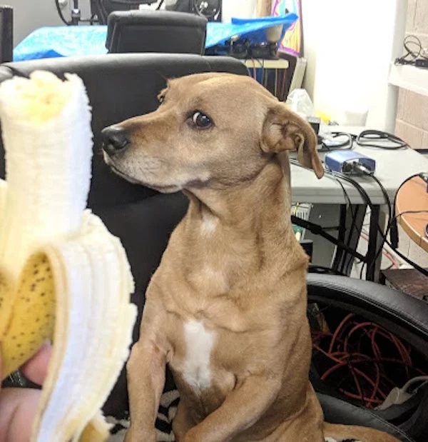 Pets Love Human Food (32 pics)