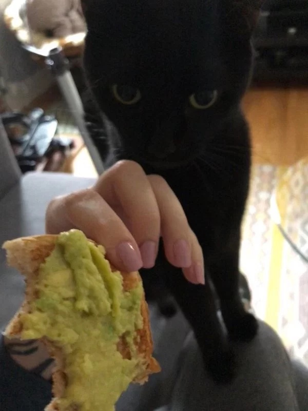 Pets Love Human Food (32 pics)