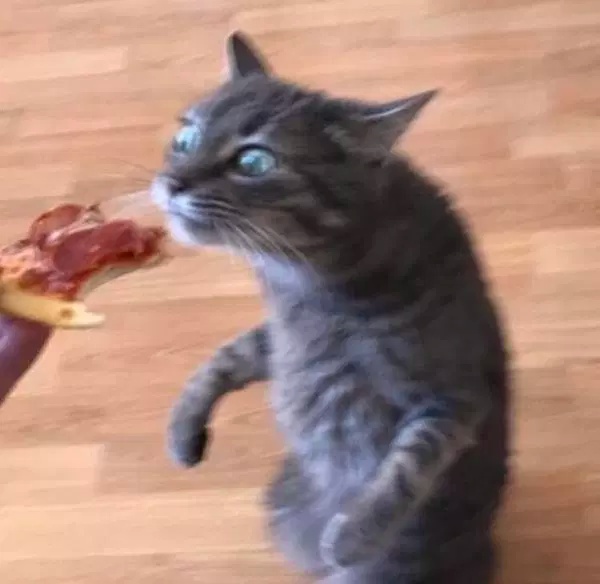 Pets Love Human Food (32 pics)
