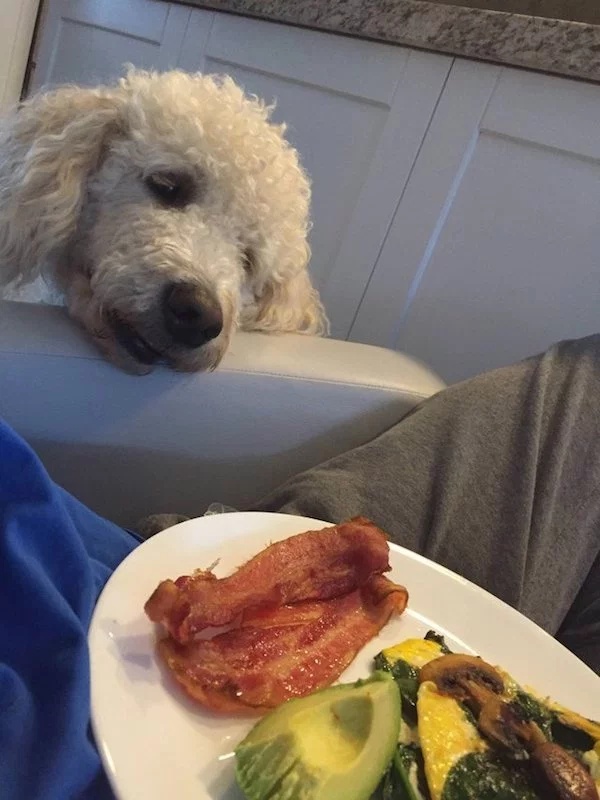 Pets Love Human Food (32 pics)