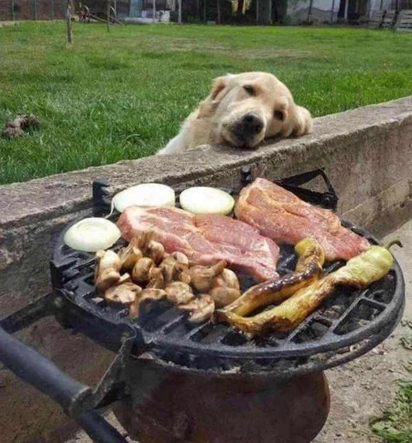 Pets Love Human Food (32 pics)