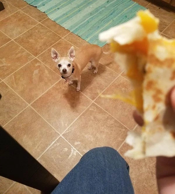 Pets Love Human Food (32 pics)