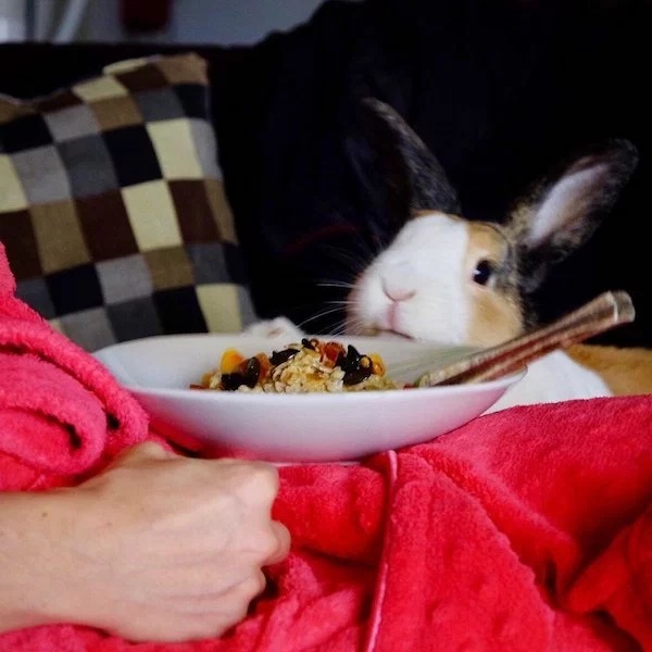 Pets Love Human Food (32 pics)