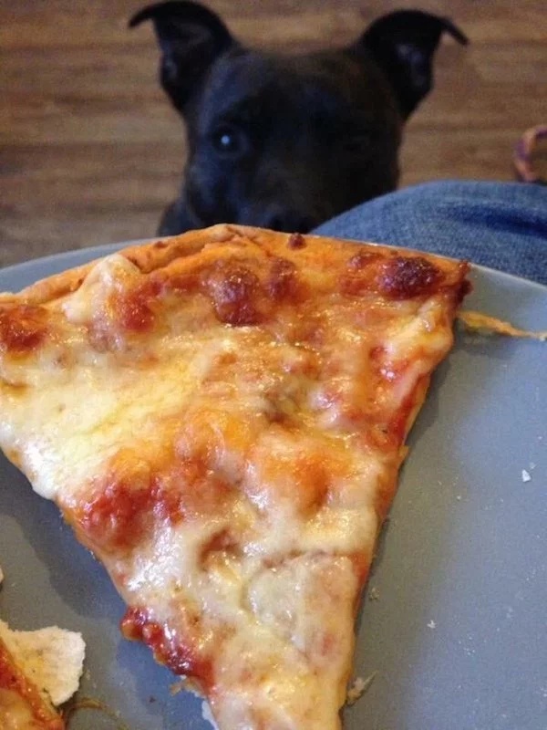 Pets Love Human Food (32 pics)