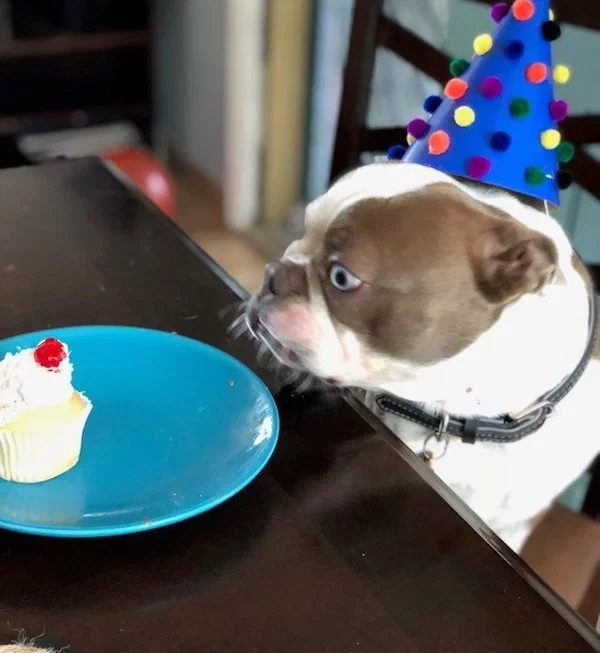 Pets Love Human Food (32 pics)